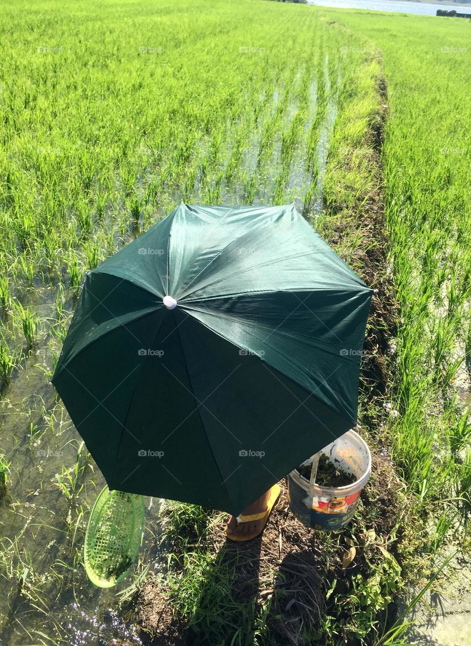 At the rice field picking duckweeds 