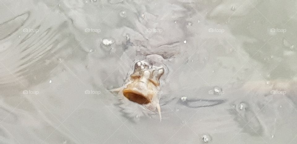 Wild freshwater fish