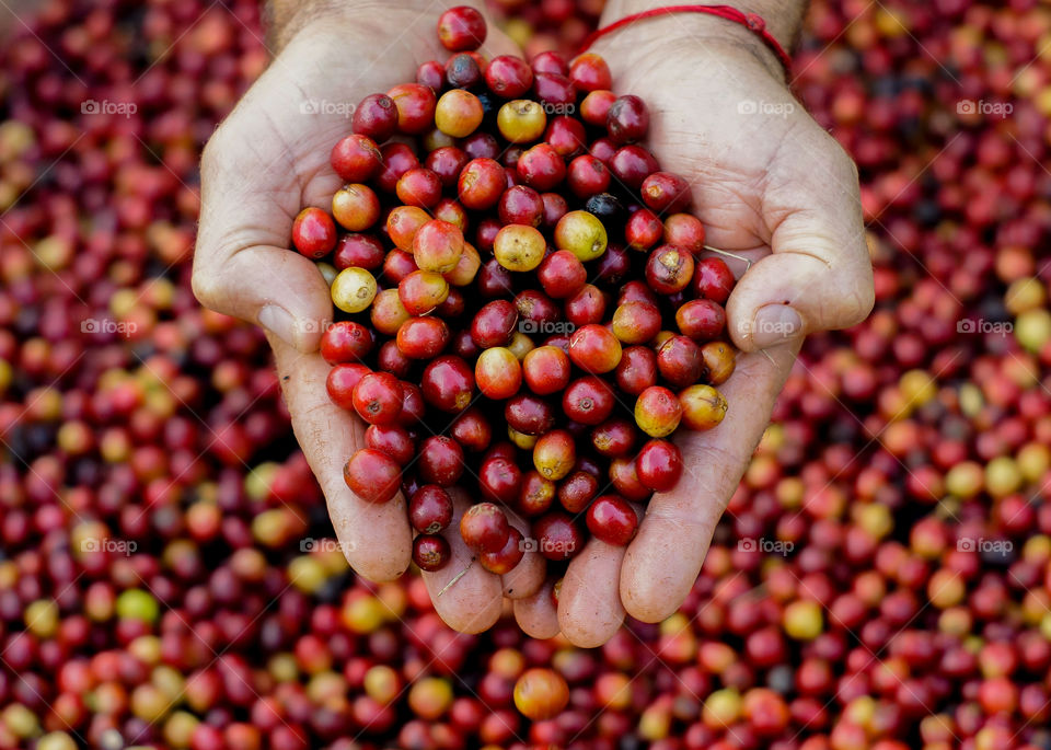 Farmer holding some coffee fruits, before manufacturing. Family farm! Organic!