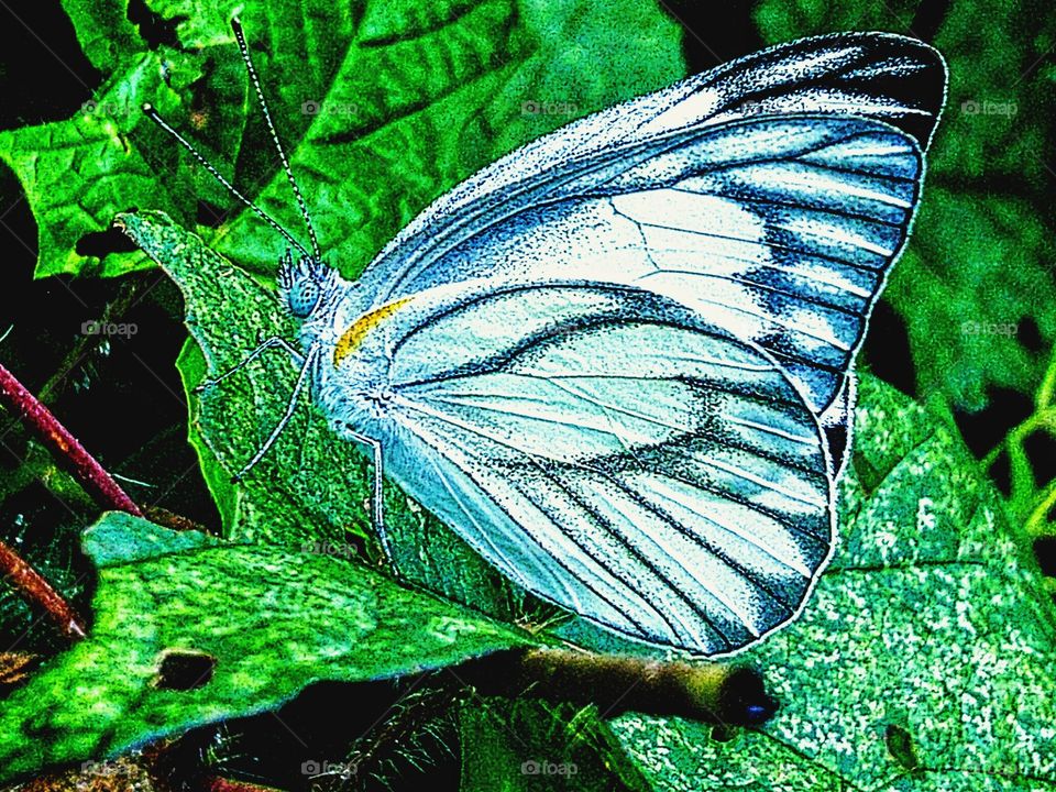 Beautiful butterfly perched on a green leaf
