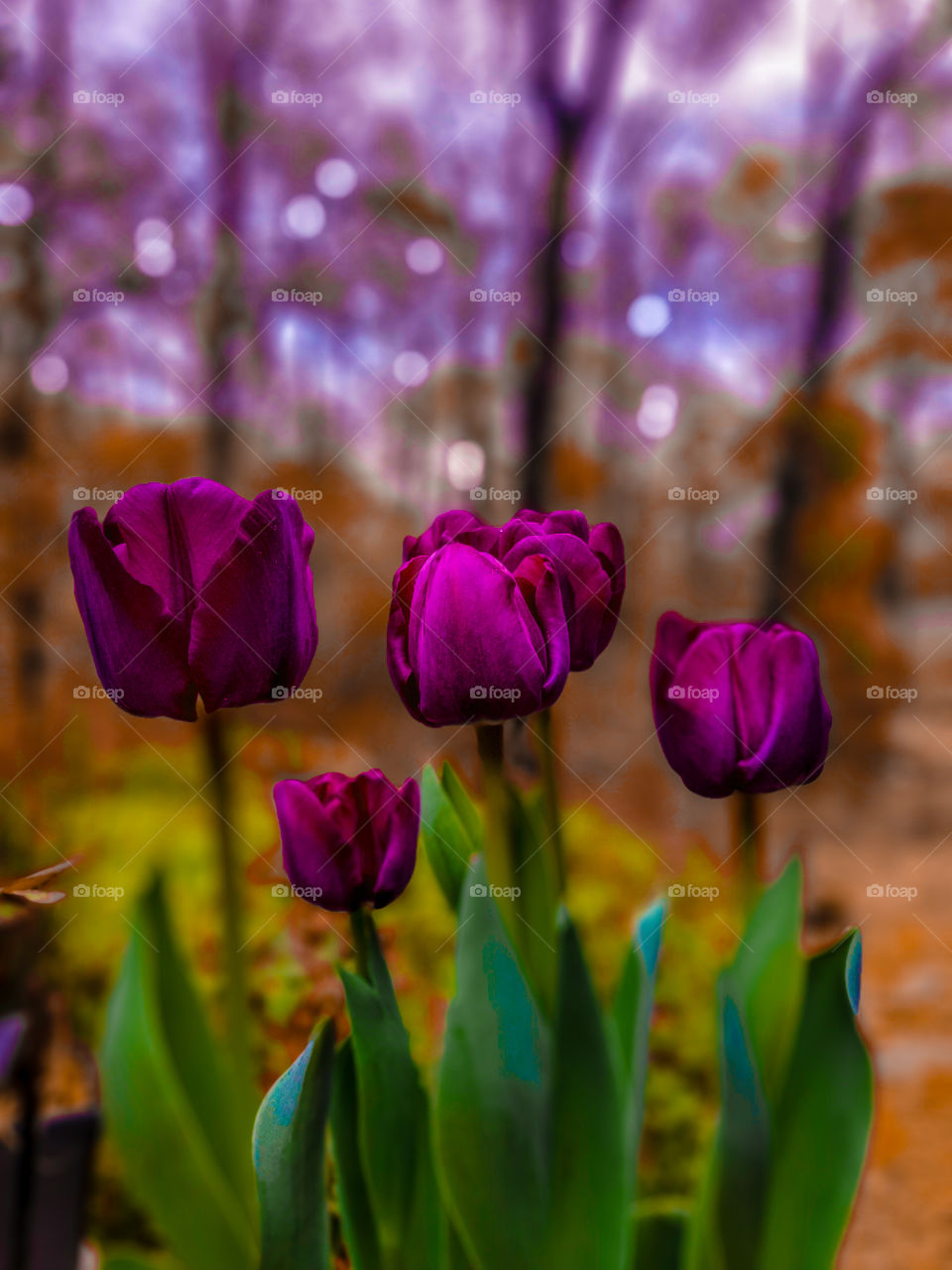 purple tulips purple sky