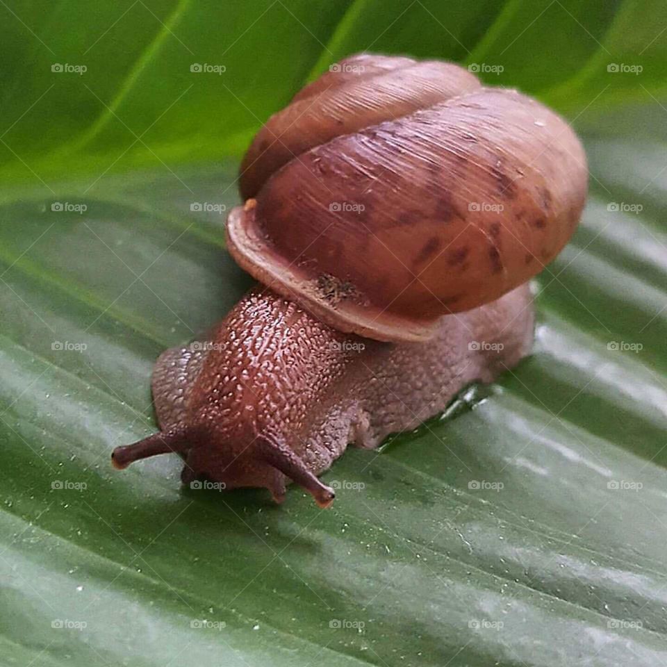 snail on leaf.
