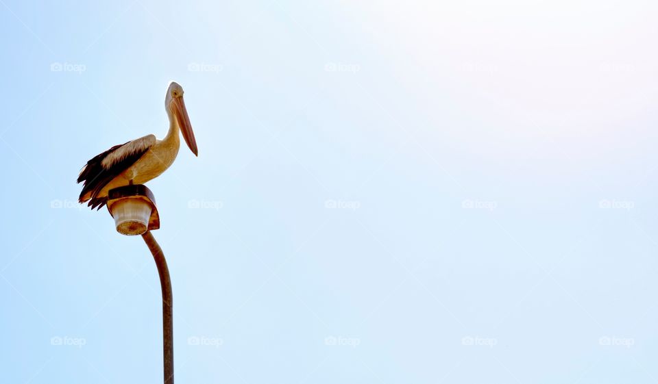 Pelican on light pole. Pelican sitting on a light pole