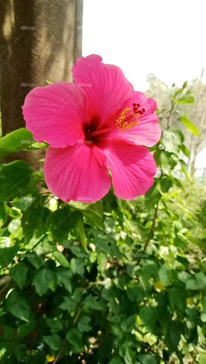 what a beautiful flower nice colour ful red flower it a Indian flower it's a hibiscus flower