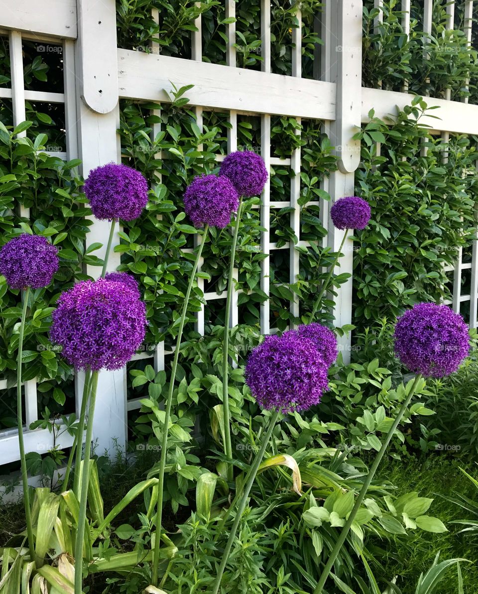Purple alliums standing tall next to the white fence 