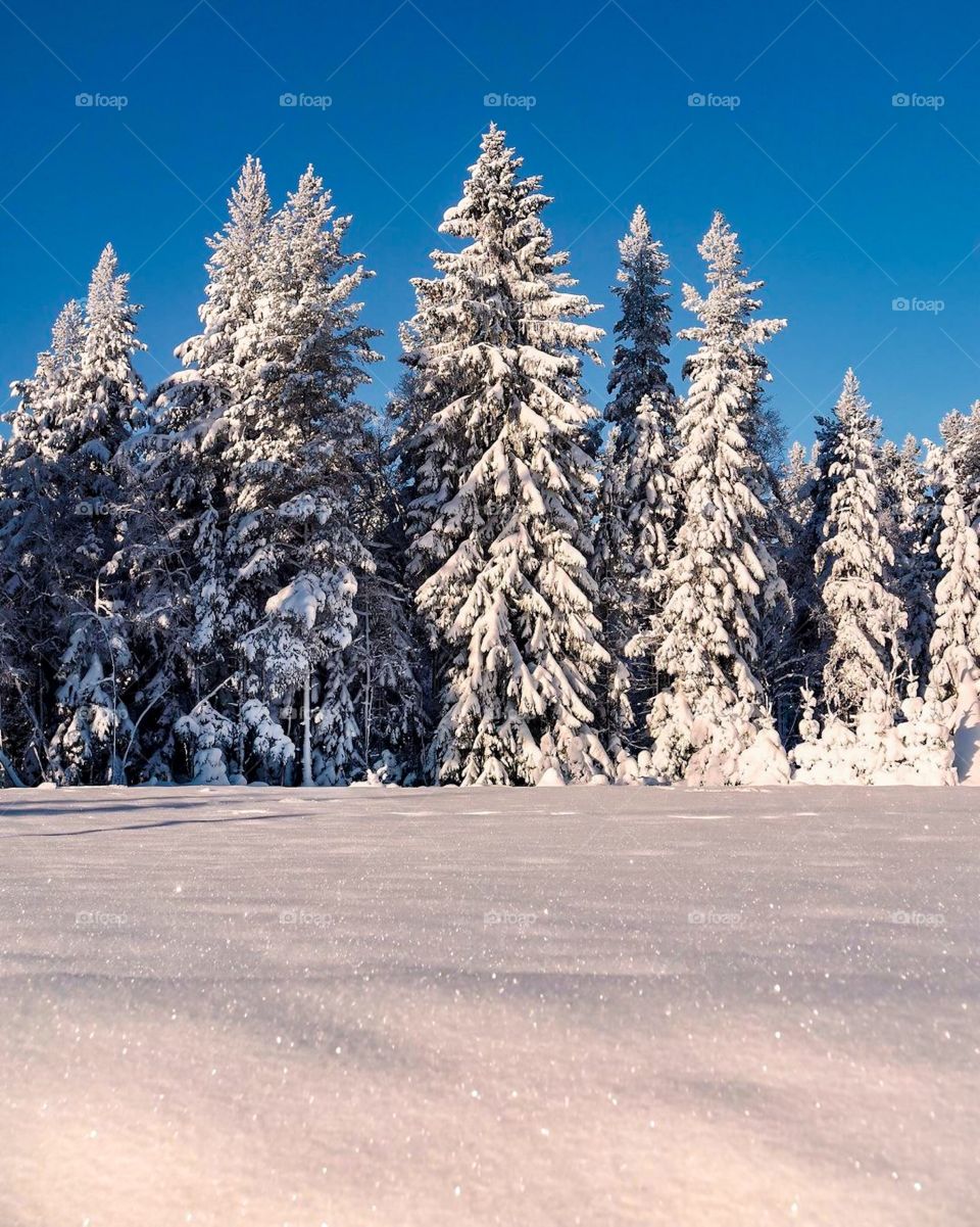 Winter park in snow. Winter landscape with snow covered trees and blue sky. 