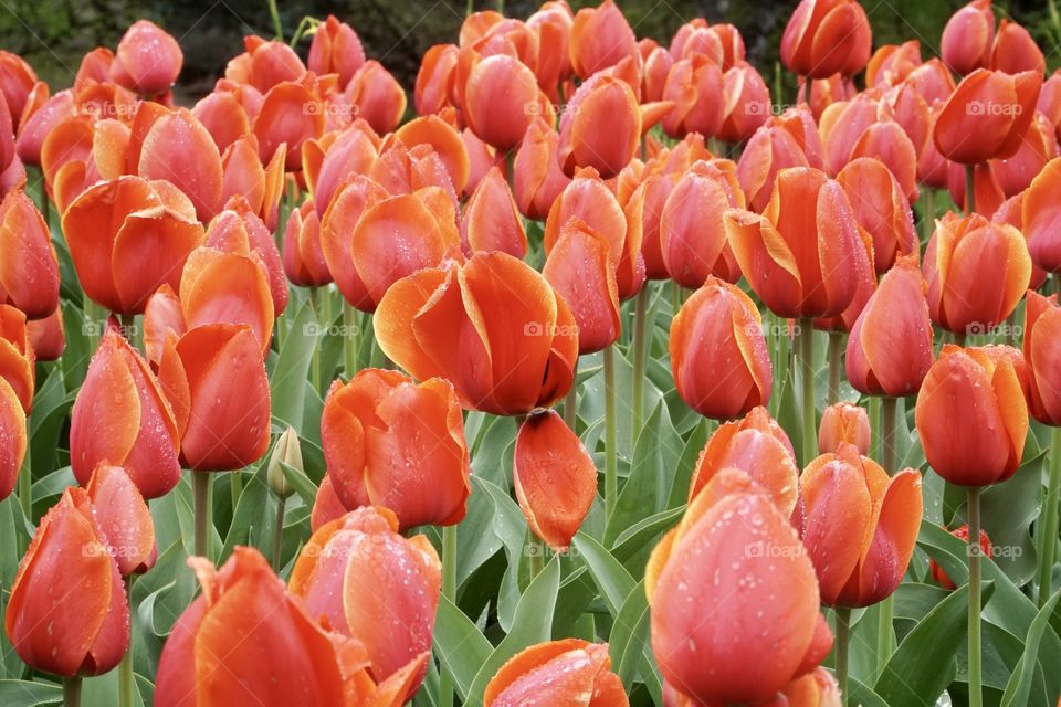 Tulips