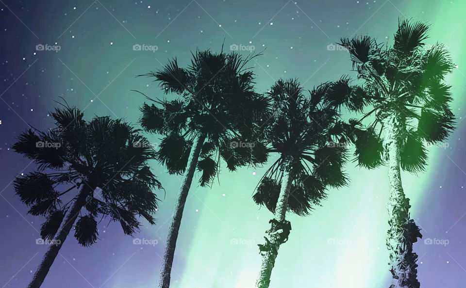 Palm Paradise Collection