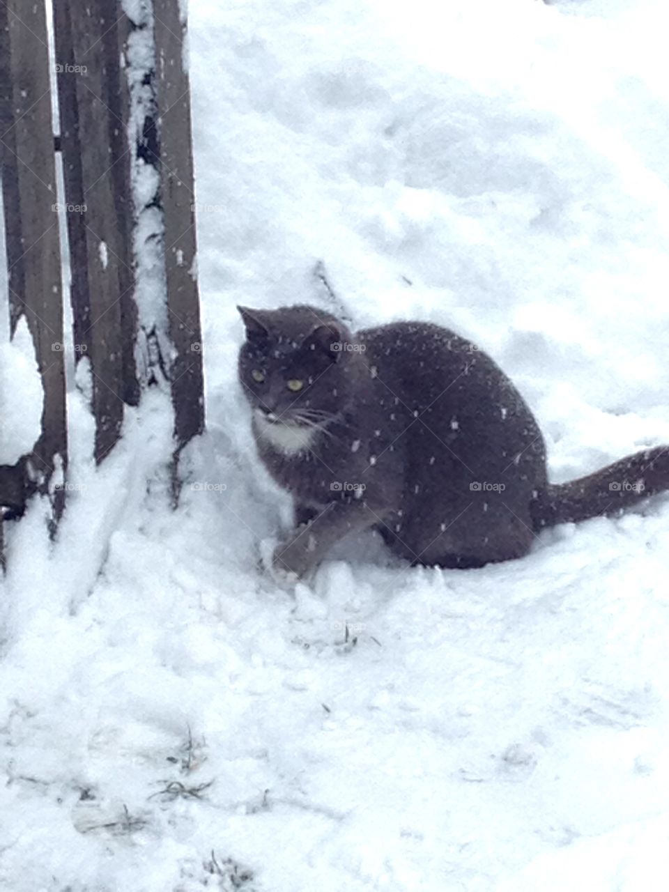 Winter 2019..magic snou