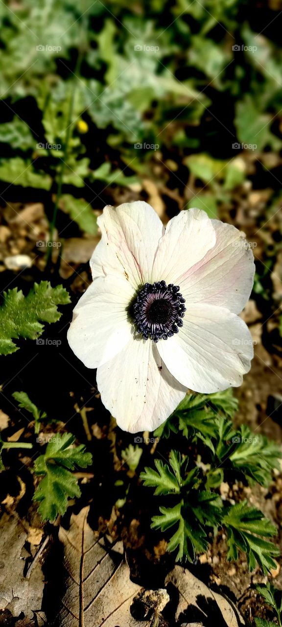 White flower