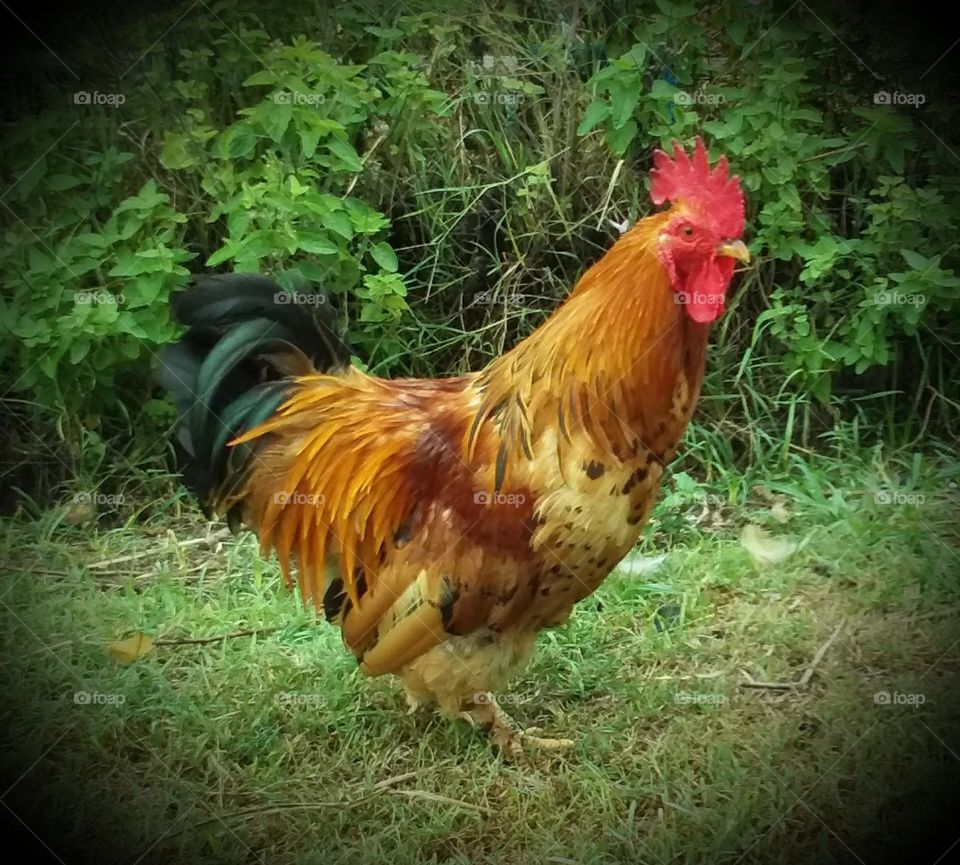brown and cream rooster with red comb and black and green tail