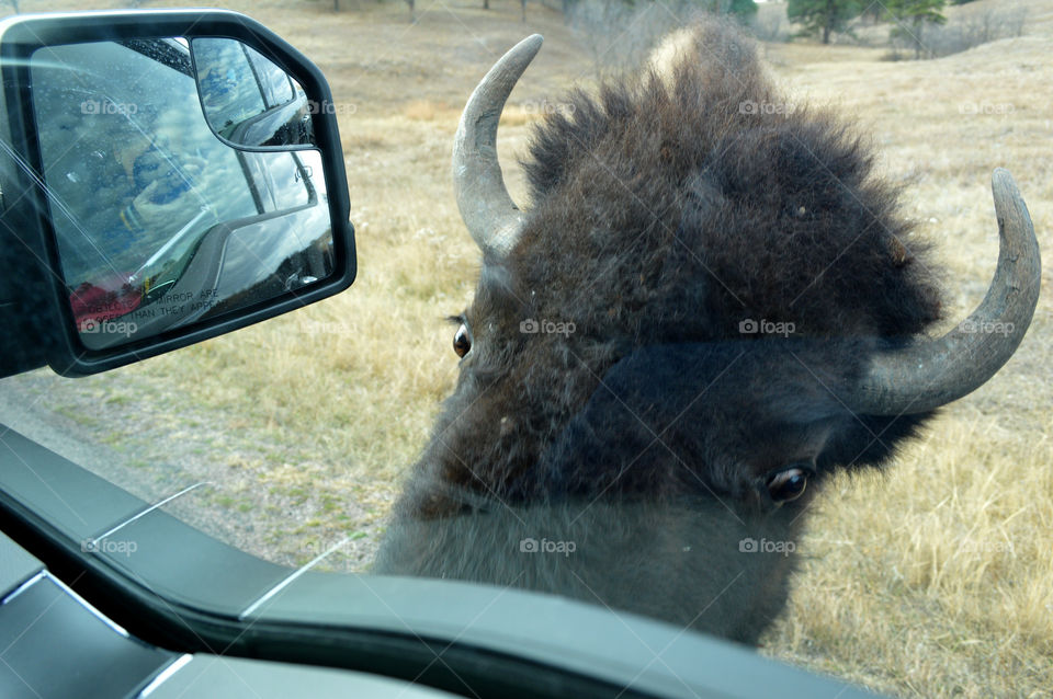 Bison licked salt off the truck as we drove through Custer State Park in South Dakota. 