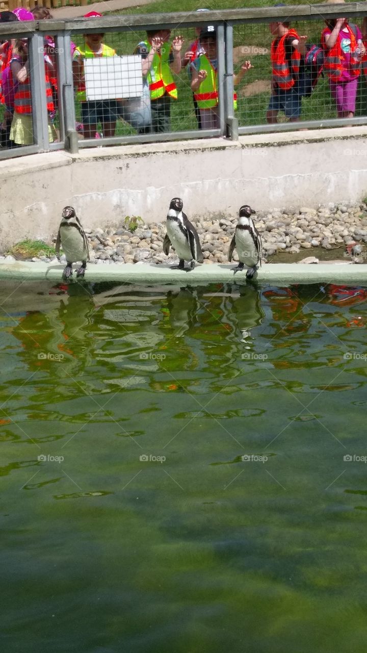 Penguins