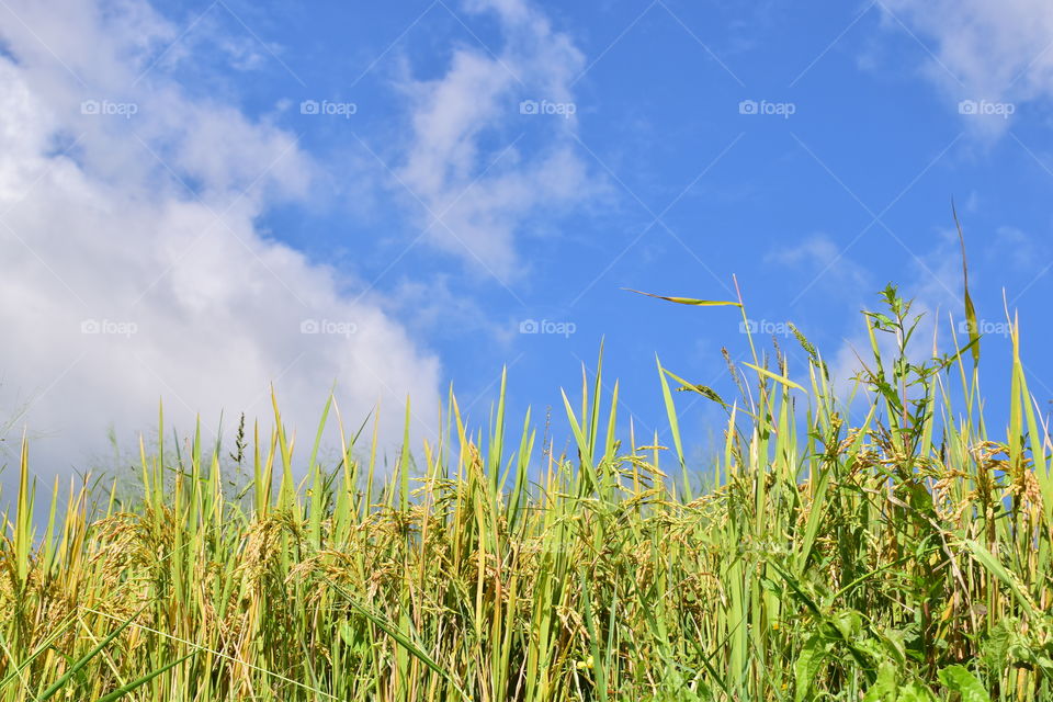 Paddy field in Sri Lanka