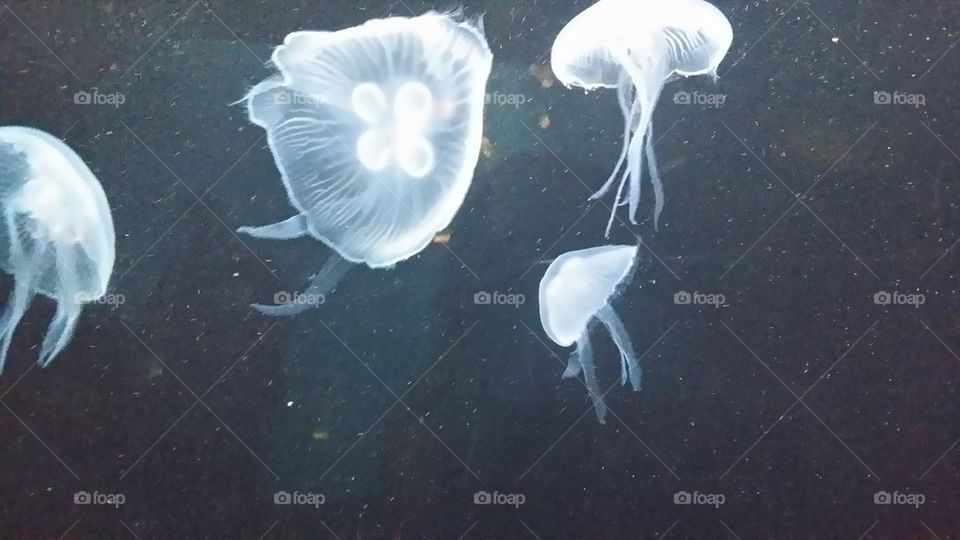 jellyfish