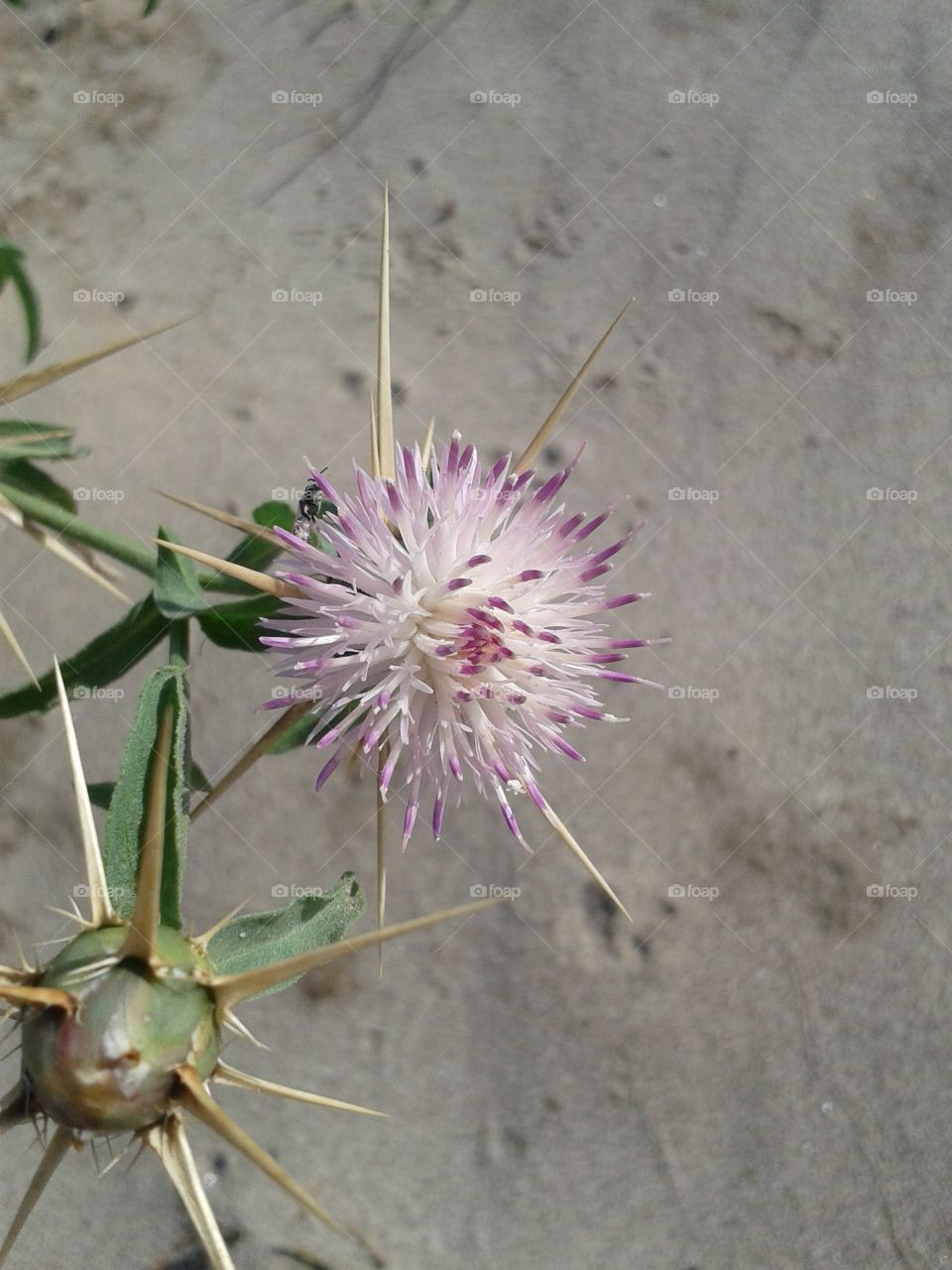 ball flower in desert