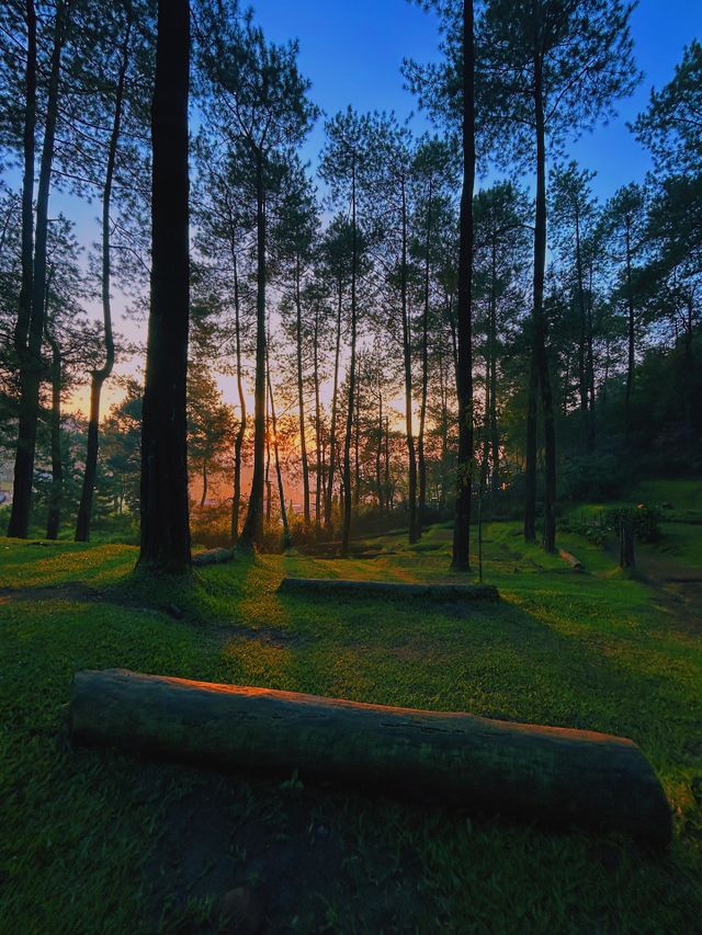 beautiful sunrise from the pine forest