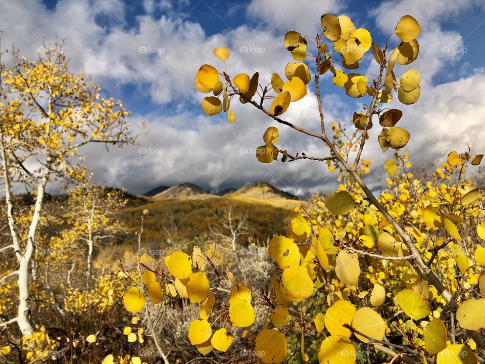 There’s not much I love more than golden aspens as the chill returns to the air in autumn 