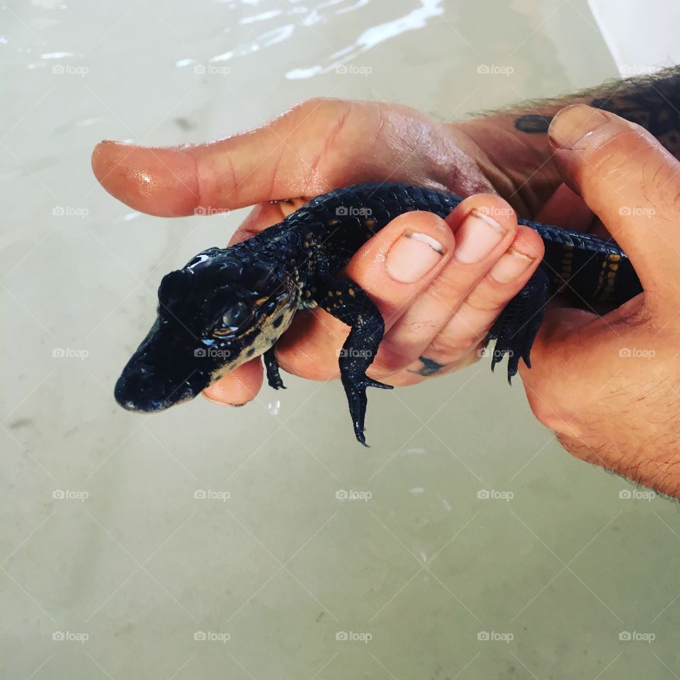 Baby alligator!