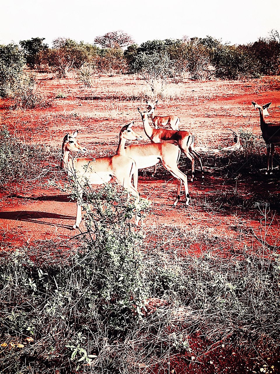 Kenya, Tsavo East National Park 