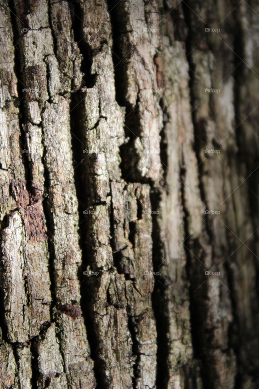 wood texture - tree