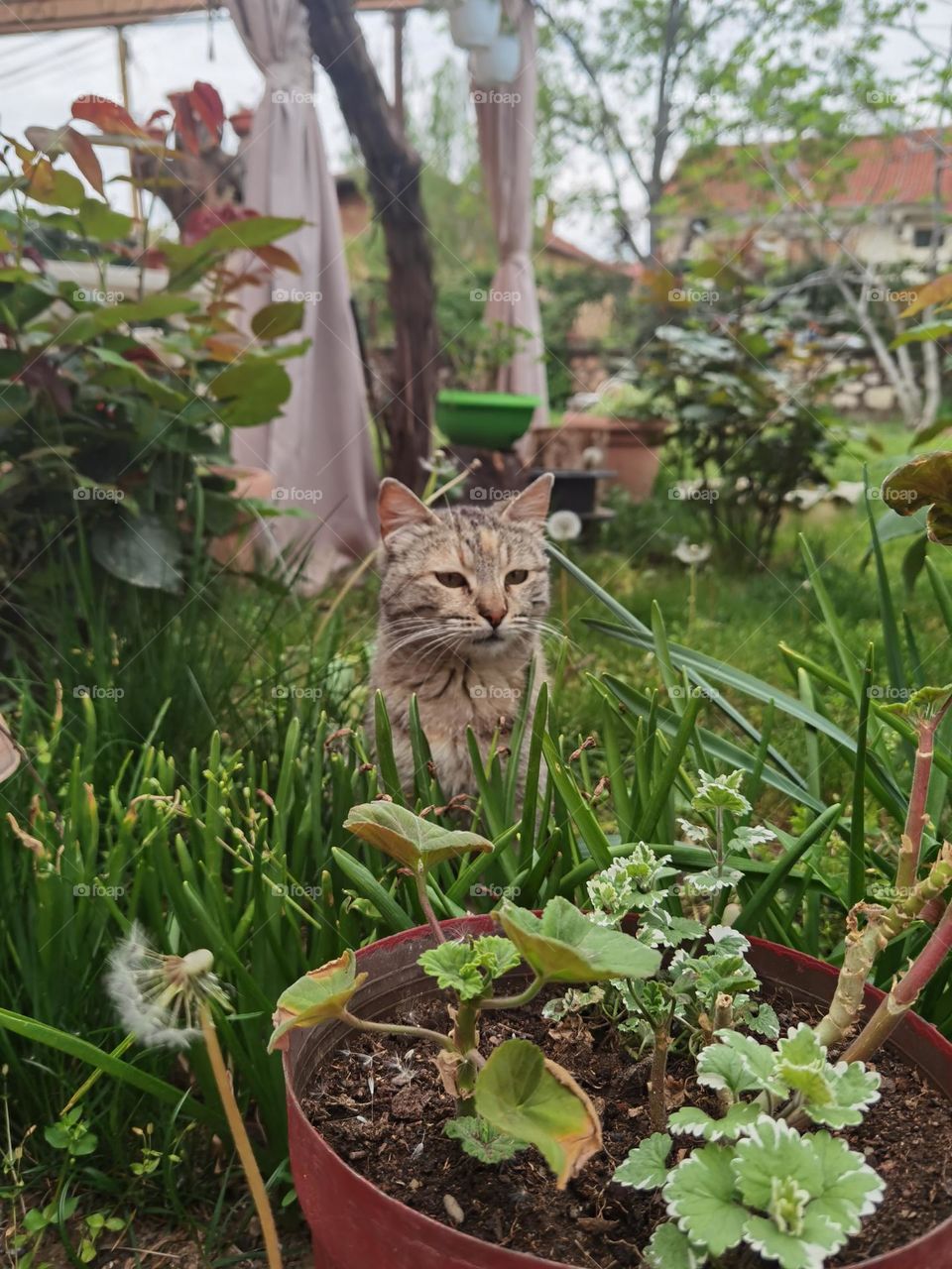 Somebody is watching in the garden. Cat's watching