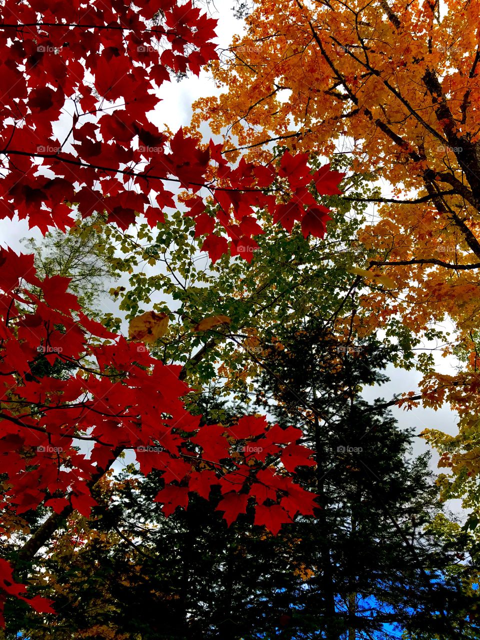 The many colors of autumn 