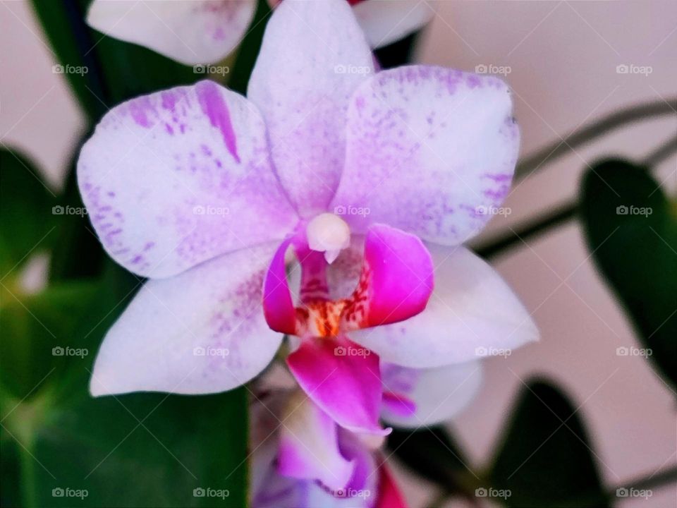 Orquídea