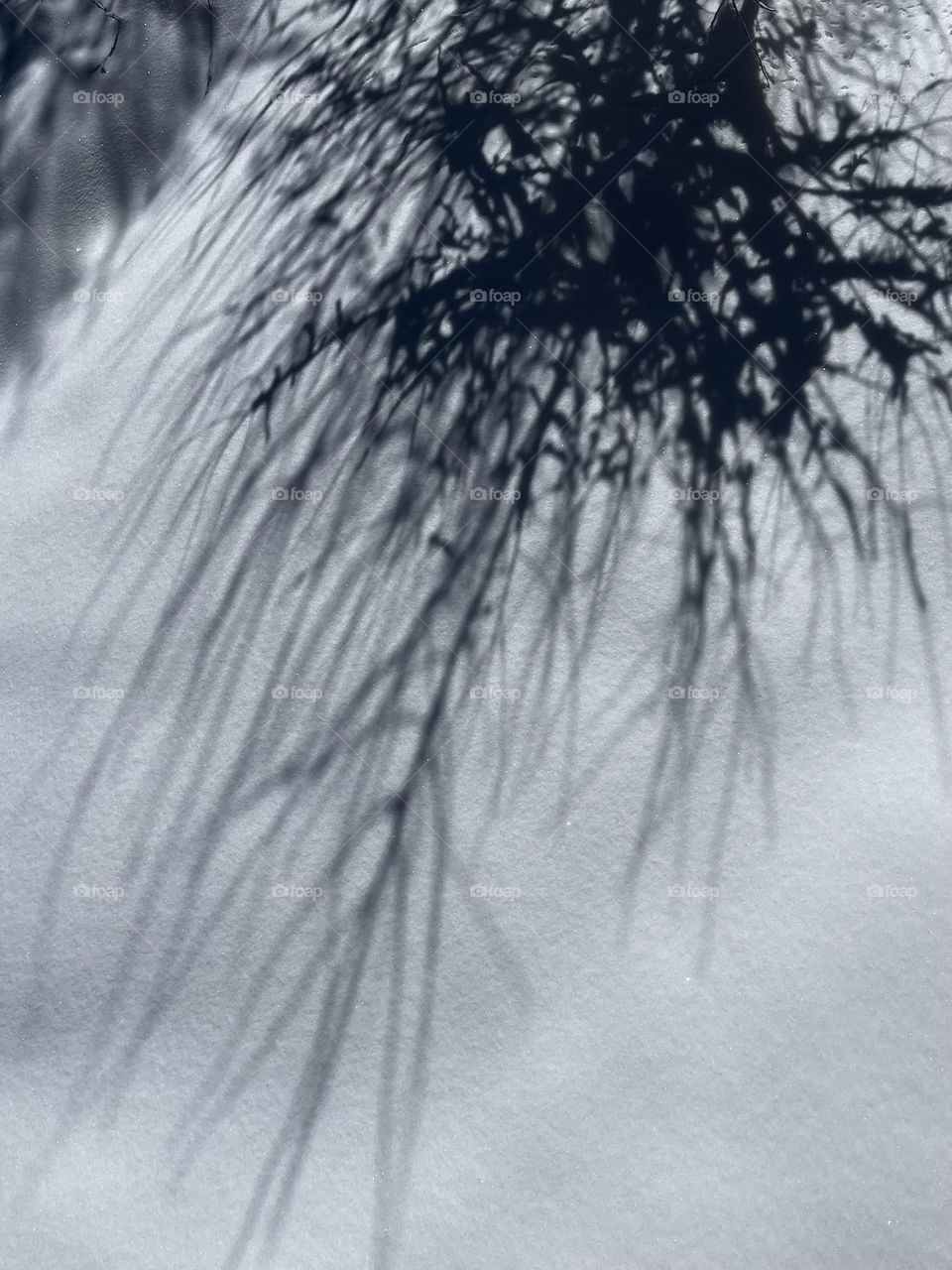 A tree’s shadow on a snowy ground. 