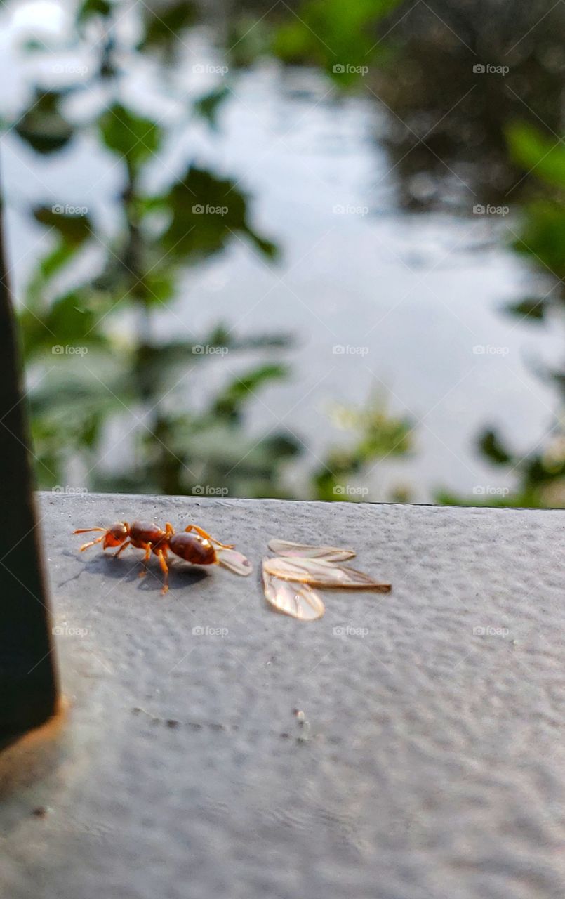 This insect left its wings aside