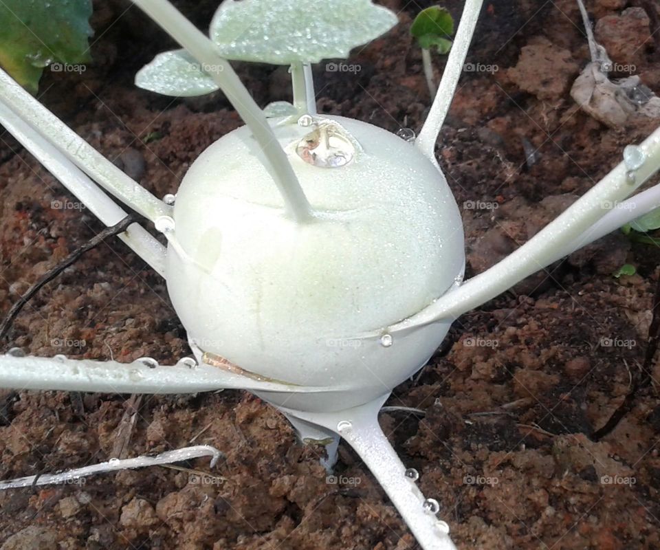 Ulkobi a fresh vegetable for you