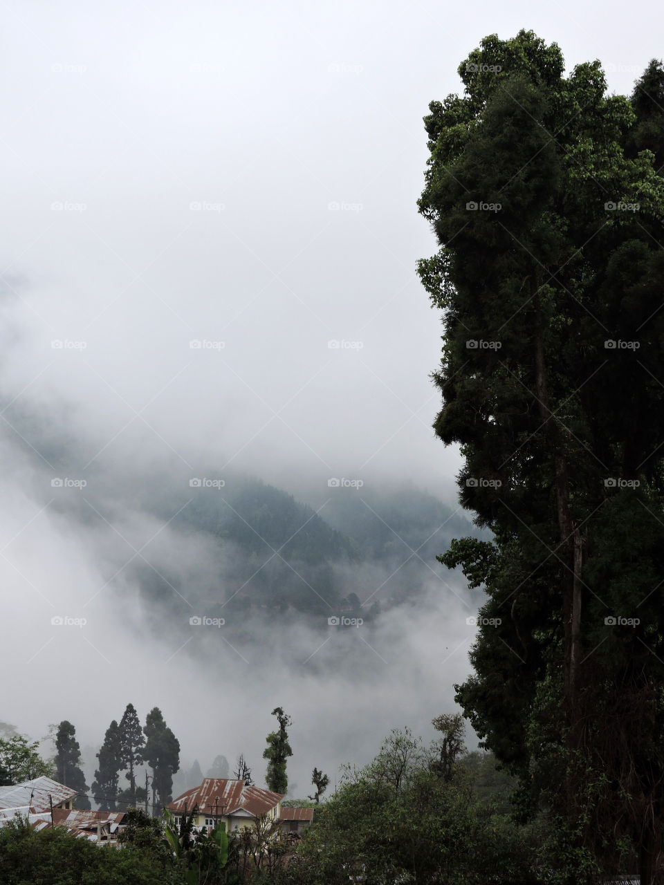Foggy morning at Lava, Sikkim, India