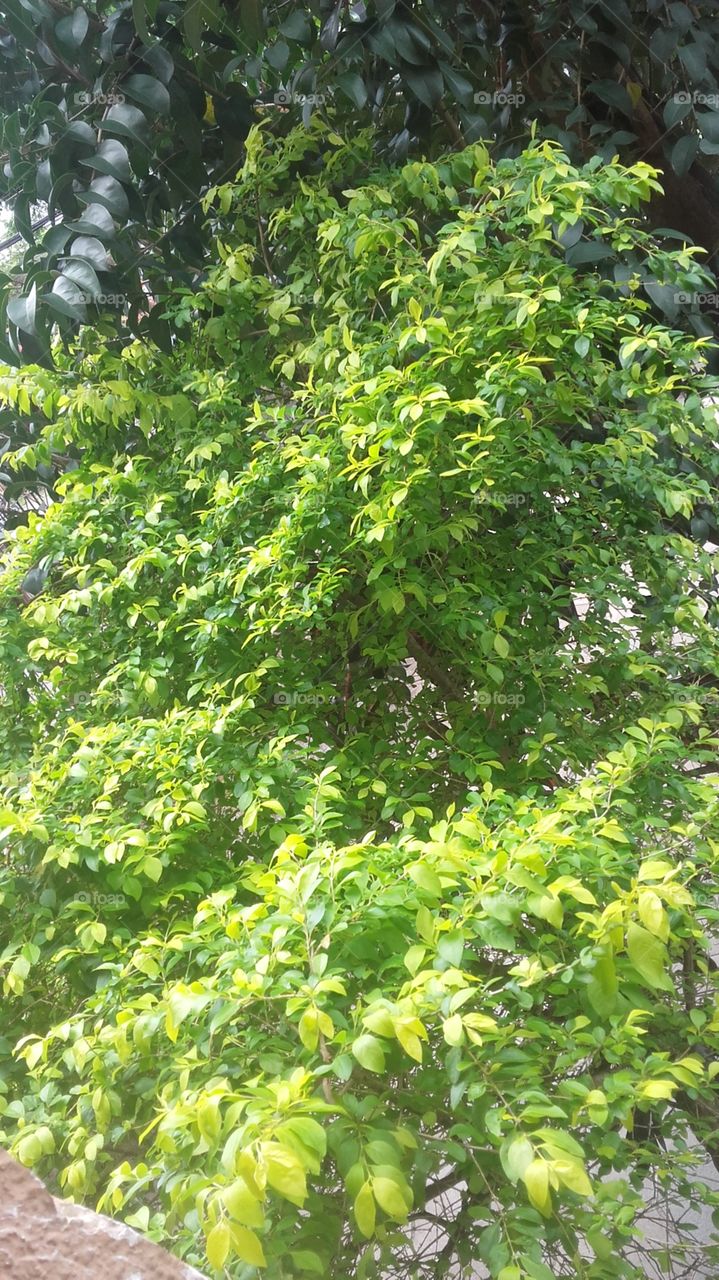 árvore da flora brasileira verde linda