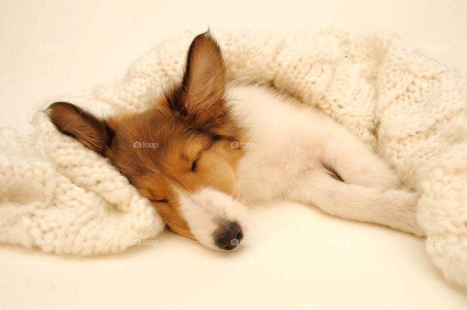 Close-up of a dog sleeping