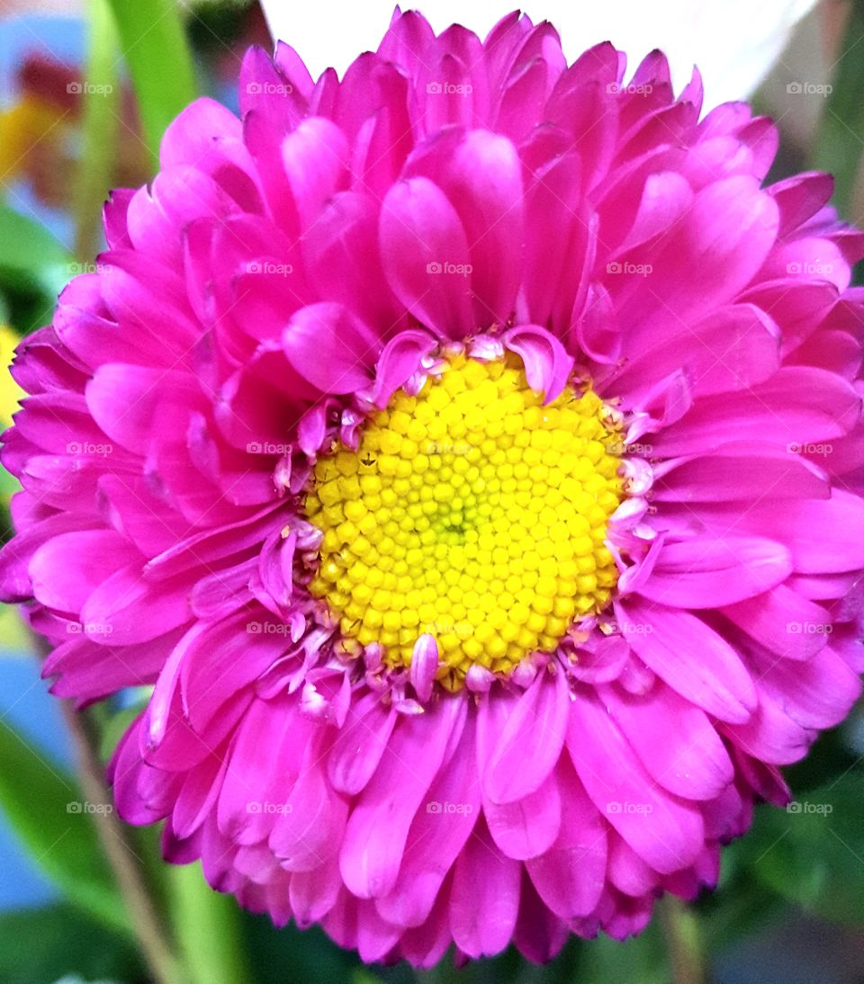 pink flower.