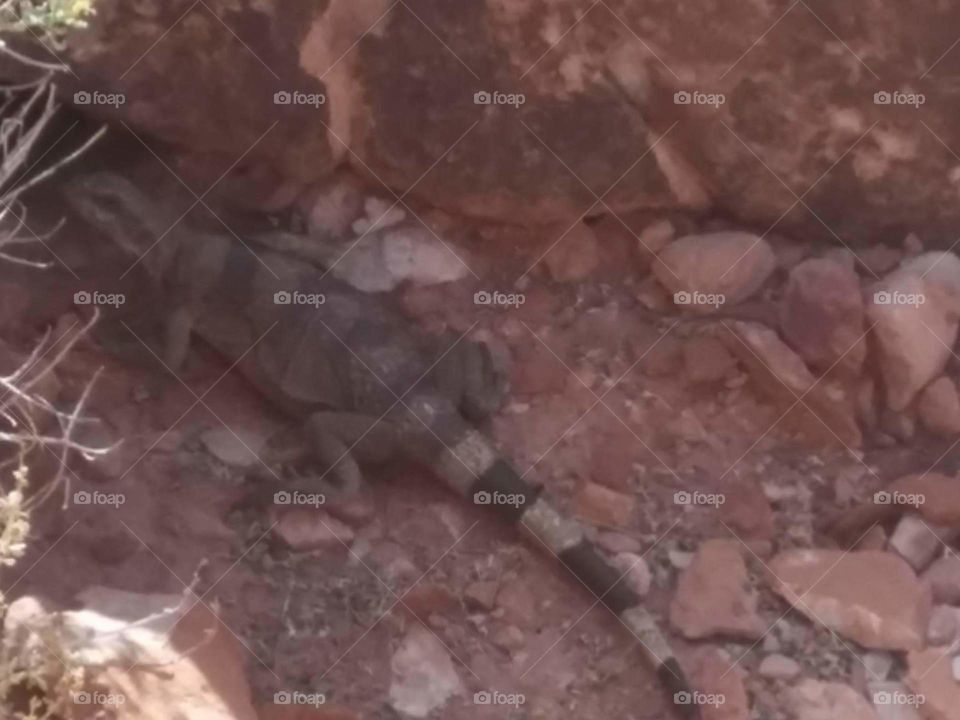 Lizard in Nevada
