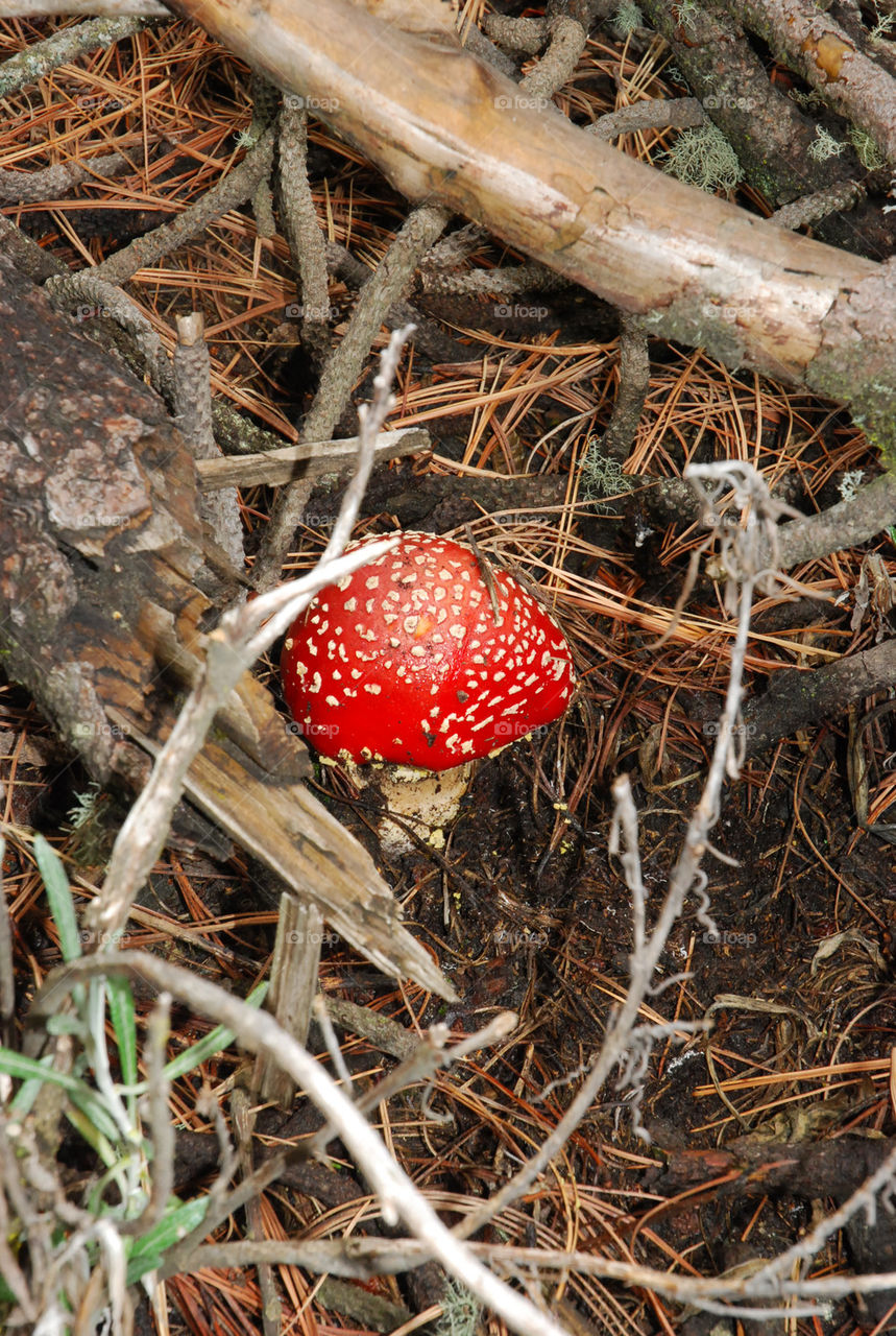 nature forest land danger by hackobo