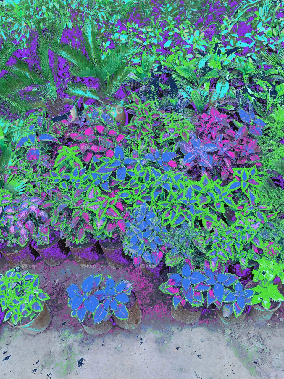 Flower, Desktop, Garden, Color, Floral