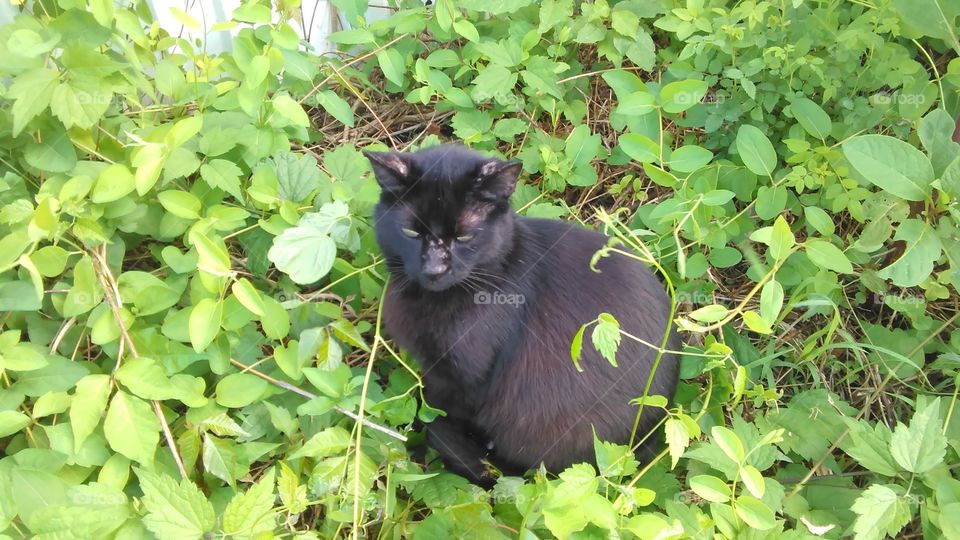 Black cat in hiding