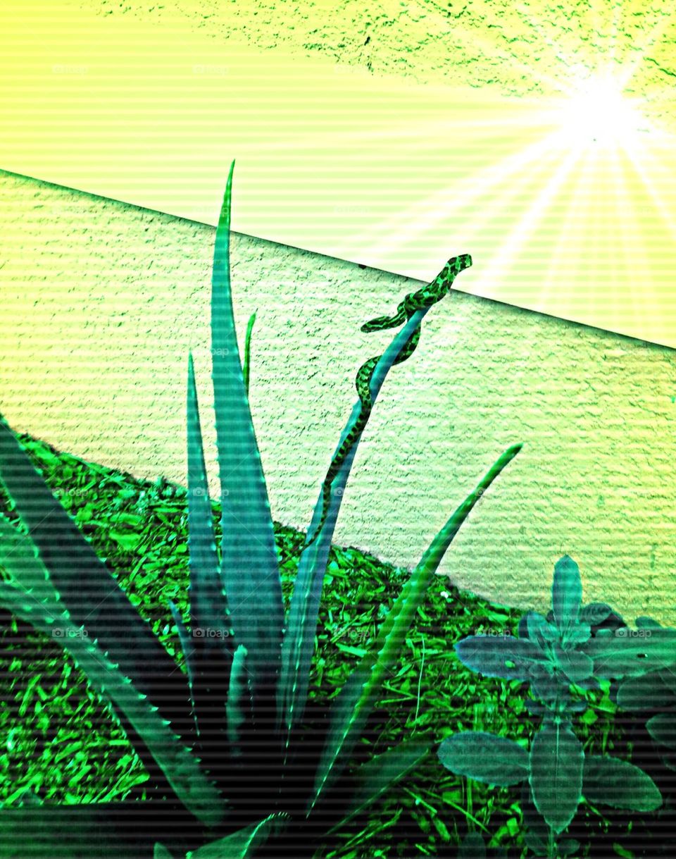 Beautiful garden visitor