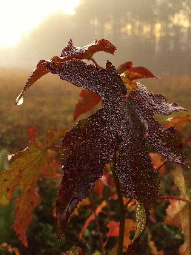 Extreme close-up of autumn leaf