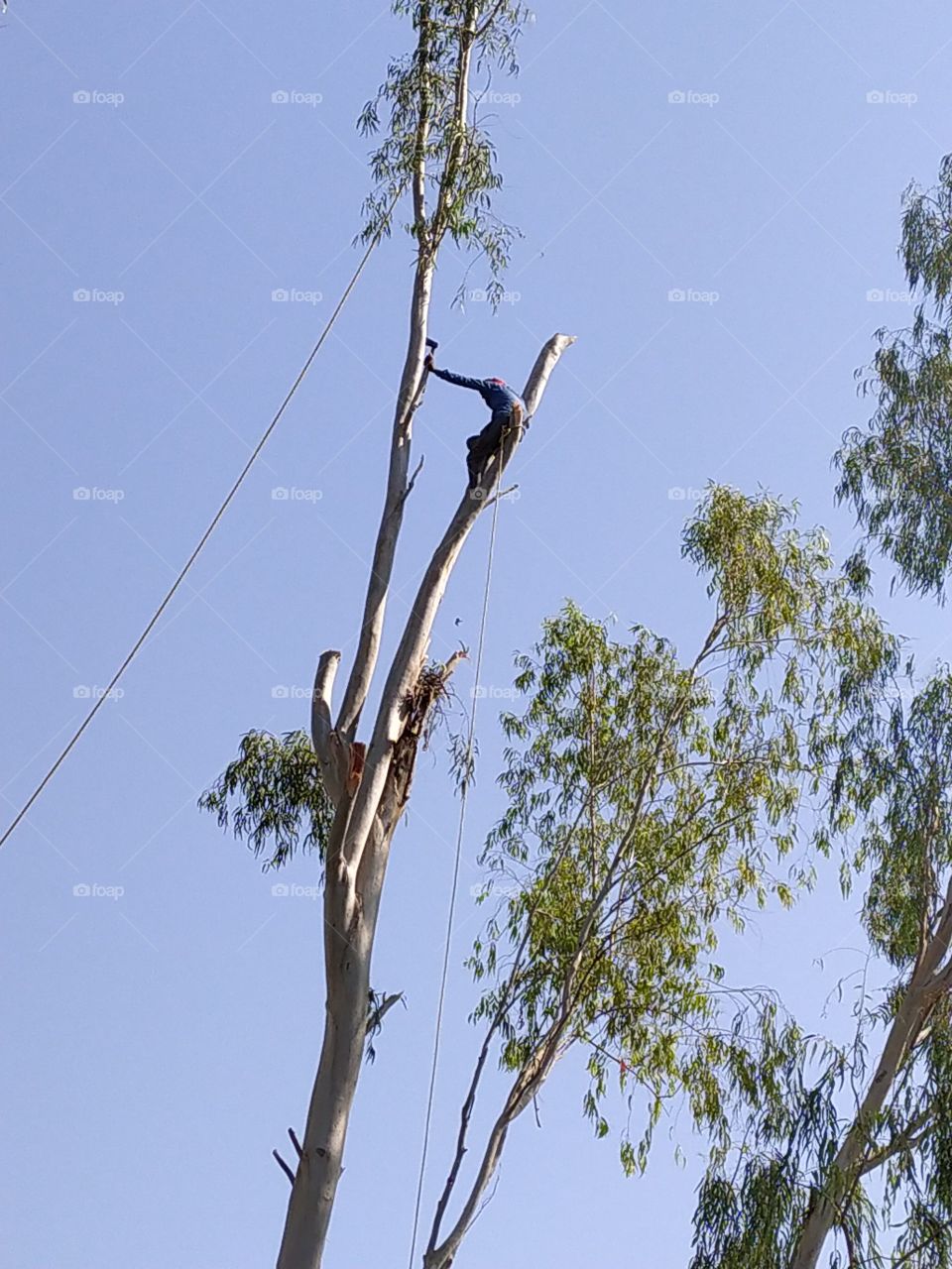 Man with axe cutting the tree bit by bit