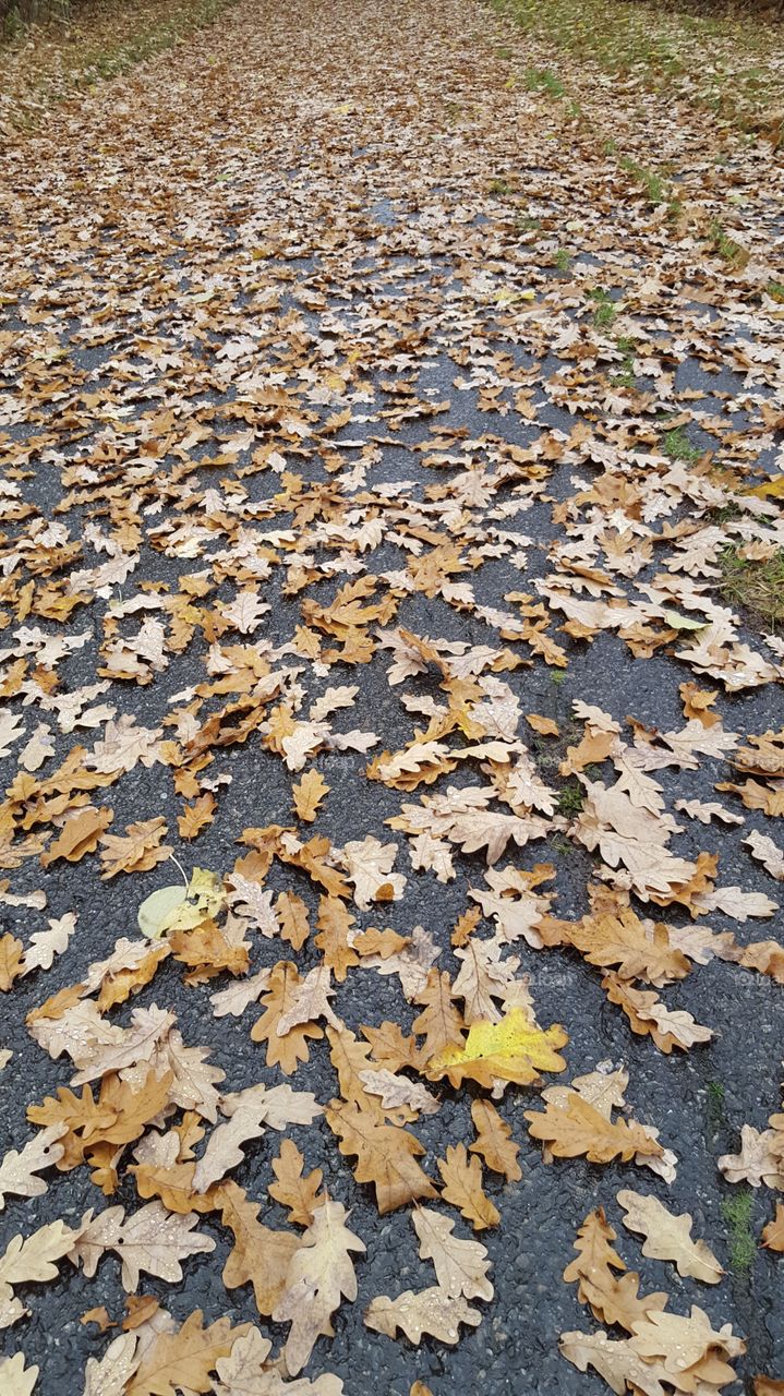 Fall oak leaves on the road - höst eklöv 