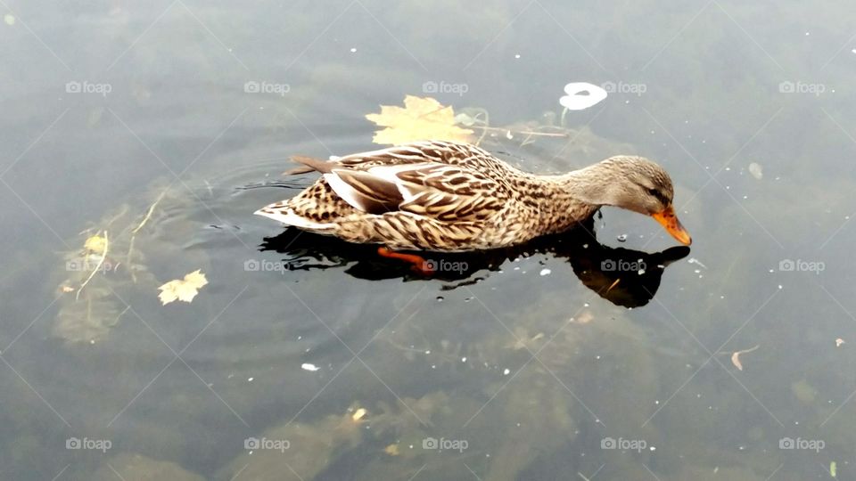 Bird, Water, Duck, Pool, Lake