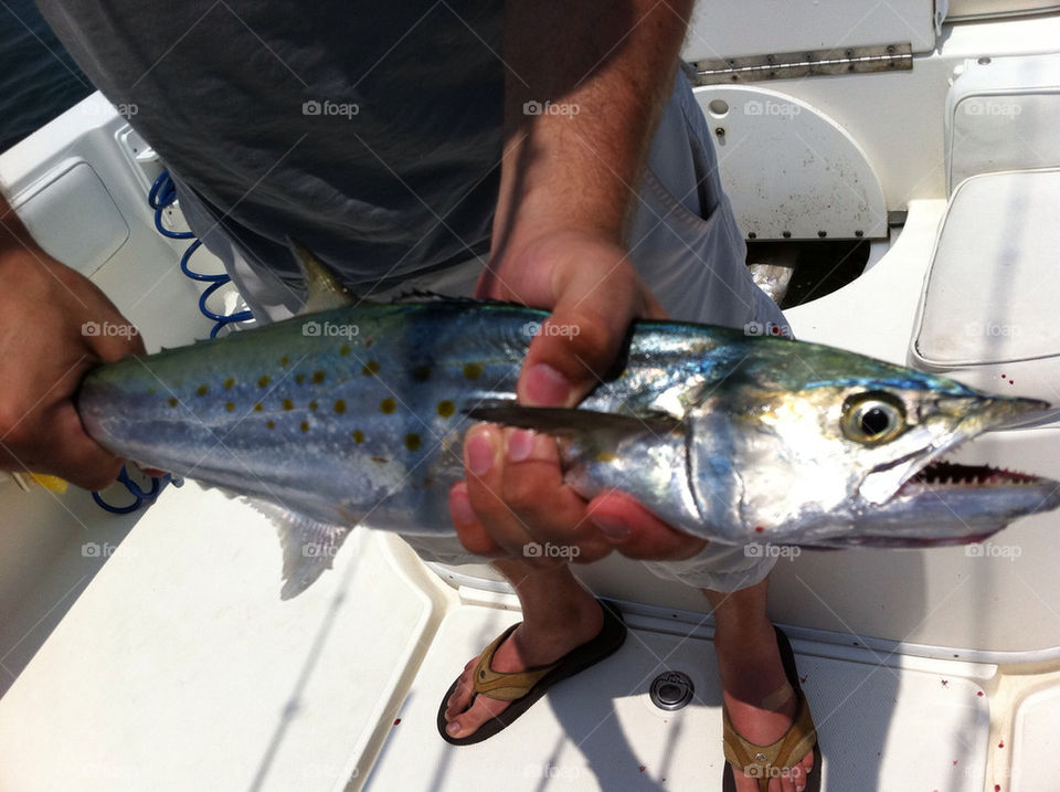 ocean fish boat spanish by tplips01