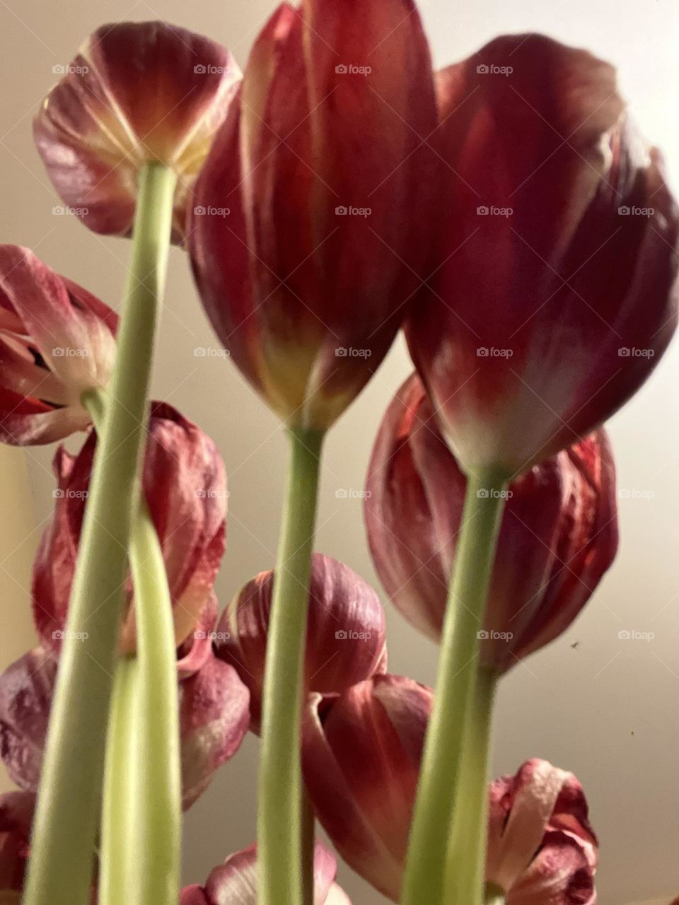 Tulip Love Part 7