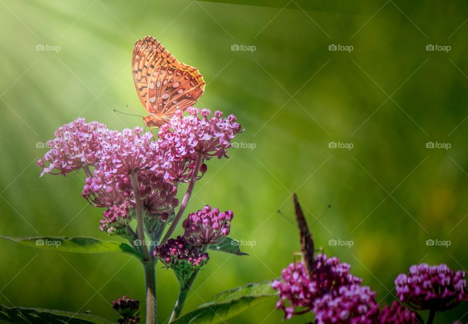 Butterfly in the sun
