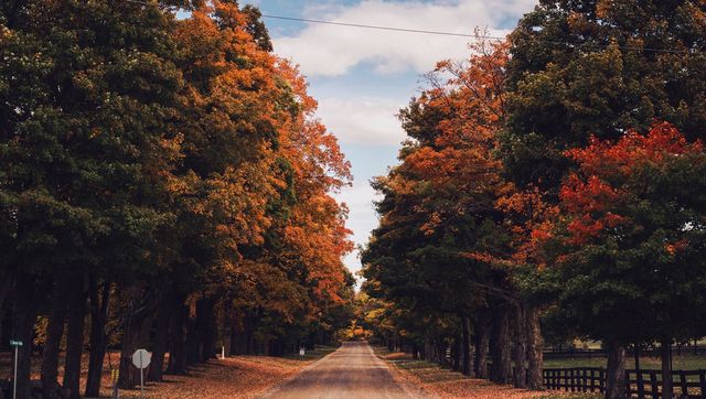 Autumn Loving season tree