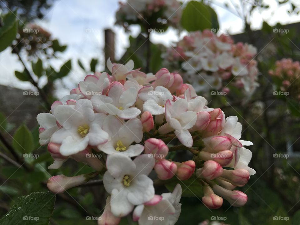 Blooming flowers in the garden