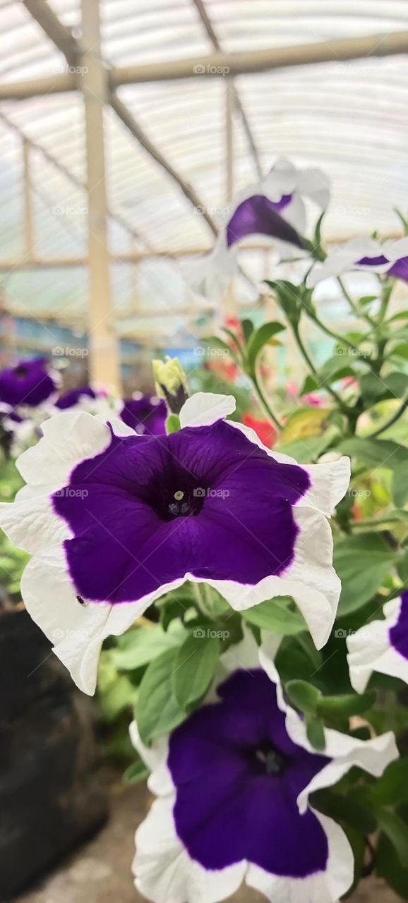 a sprig of petunias in the flower garden